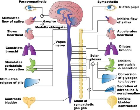 4.2 Autonomic Nervous System Regulation Concepts – Nursing Pharmacology