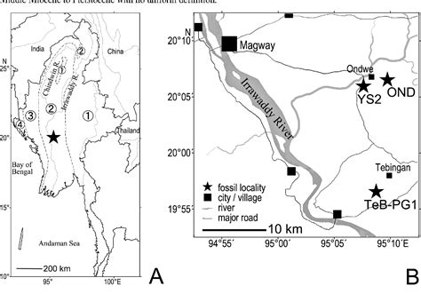 Figure 1 from The extinct river shark Glyphis pagoda from the Miocene of Myanmar and a review of ...