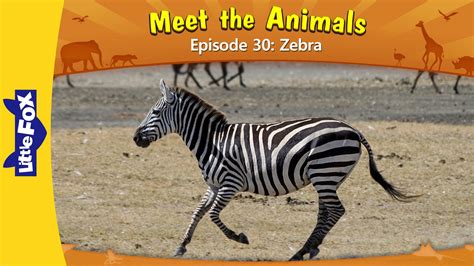 Meet the Animals 30: Zebra | Level 2 | By Little Fox | Animals for kids ...