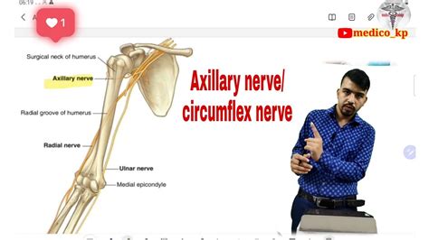 Axillary nerve/circumflex nerve/clinical correlation / diagramatic understanding / hindi/medico ...