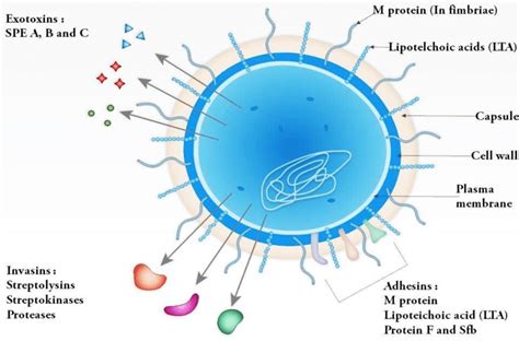 Which Drawing In The Figure Is Streptococci