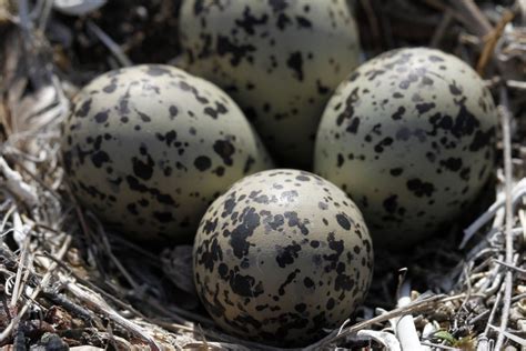 Take a peek into the secret world of bird eggs | Cottage Life