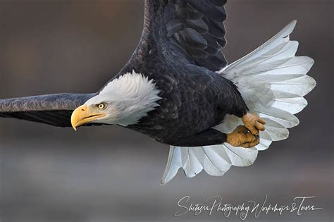 A soaring Bald eagle - Shetzers Photography