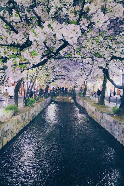 Sakura season in Kyoto, Japan by Farah Mesiti