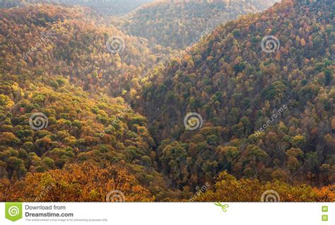 Fall Colors in Forest at Coopers Rock State Park WV Stock Photo - Image of fall, rural: 80359724