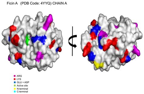 Catalysts | Free Full-Text | Immobilization/Stabilization of Ficin ...