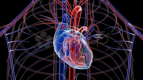 Human heart, organ, nerve, organism, heart, human body - Use, HD wallpaper | Peakpx