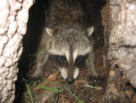 Raccoon Facts: Anatomy, Diet, Habitat, Behavior - Animals Time