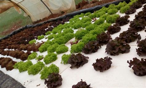 Hydroponic Technology: The future of smart farming | United Nations Development Programme