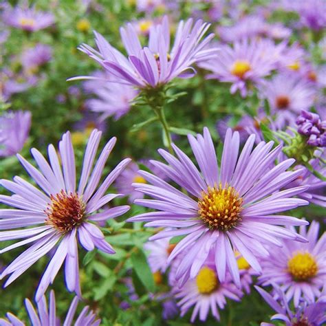 Raydon's Favorite Aromatic Aster, Aster oblongifolius | High Country Gardens