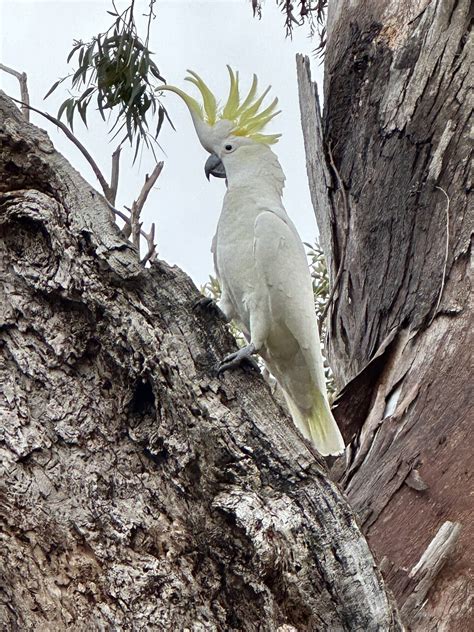 Cockatoo Feathers Parrot - Free photo on Pixabay - Pixabay