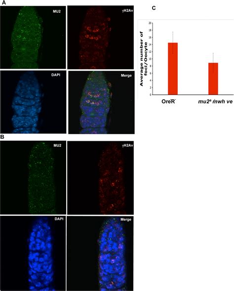 MU2 marks double strand breaks in the germarium. Immunostaining of ...