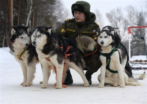 Unique Look at the Dog Training Center of Russian Military | Siberian husky clothes, Dogs, Dog ...