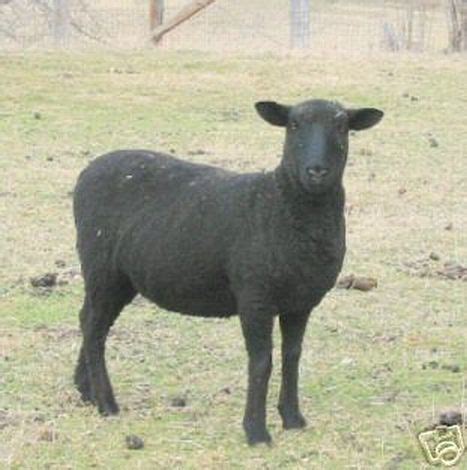 Sheep Images: Black Coopworth Ewe | Sheep, Sheep and lamb, Goats