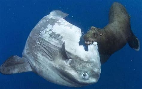 The sunfish lays 300 million eggs at a time. Why is it a vulnerable species?Because it is eaten ...