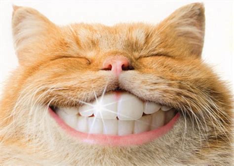 Avanti - Cat with Human Teeth Support Card | Human teeth, Cats, Human