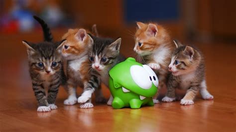 Download Fluffy Cute Kitten Animal Cat Cute Cat HD Wallpaper