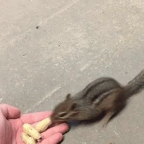 Chipmunk Eating GIF – Chipmunk Eating Nuts – discover and share GIFs