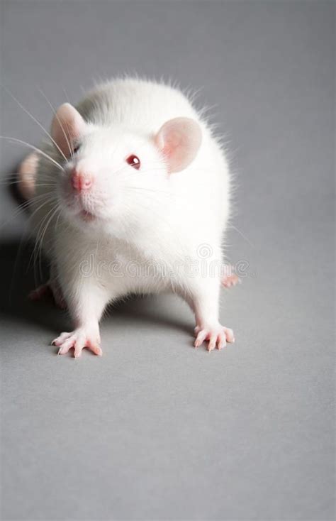 White rat. White laboratory rat on grey background , #sponsored, #rat ...