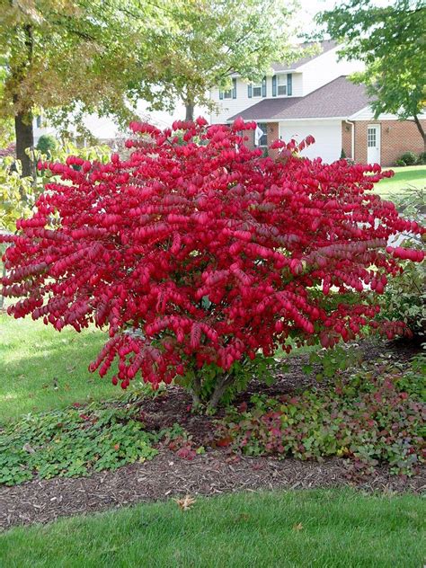 Pruning burning bushes - pennlive.com