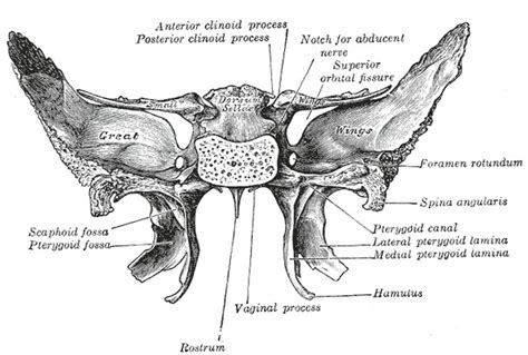 [Figure, The Sphenoid bone; Upper and posterior surfaces. Contributed by Gray's Anatomy Plates ...