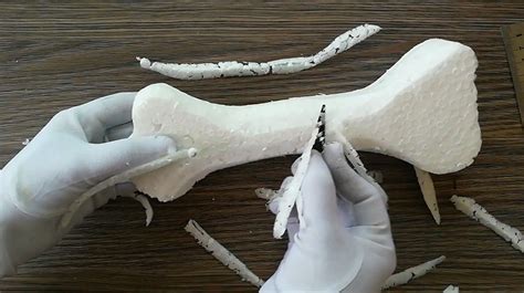 Aprender sobre 102+ imagem bone modelo - br.thptnganamst.edu.vn