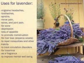 12 best Lavender Uses images on Pinterest | Lavender, Lavender fields ...