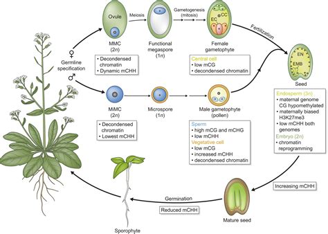 Epigenetic dynamics during flowering plant reproduction: evidence for ...