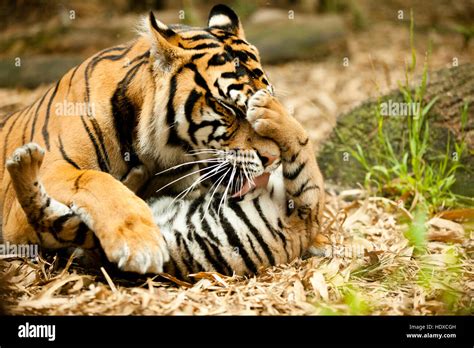 Tiger cub mother hi-res stock photography and images - Alamy