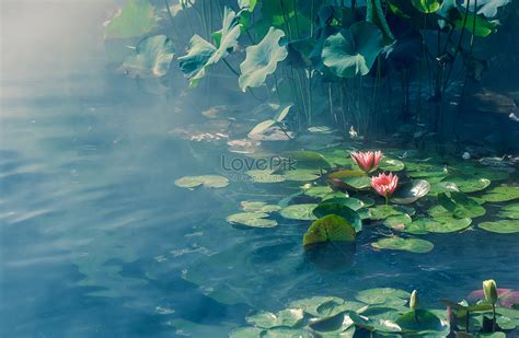 Dream Lotus Pond Picture And HD Photos | Free Download On Lovepik