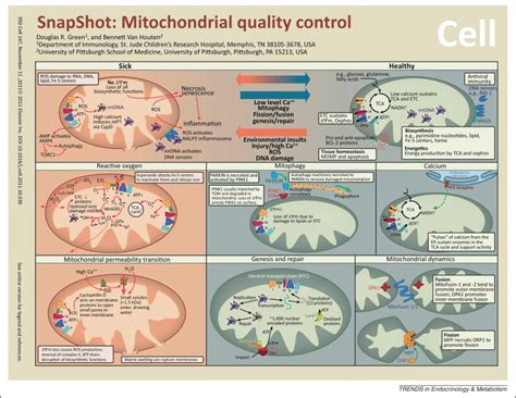 The evolving role of mitochondria in metabolism: Trends in Endocrinology & Metabolism