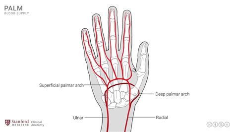 Parts Of Hand Palm Anatomy