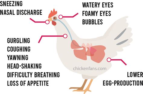 Chronic Respiratory Disease in Chickens | Chicken Fans