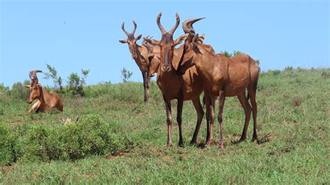 Addo Tour | Addo Elephant Park | Information and Rates