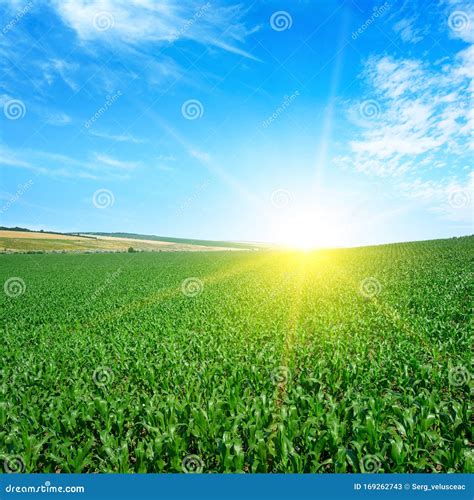 Bright Sunset Over Corn Field Stock Image - Image of daybreak, meadow: 169262743