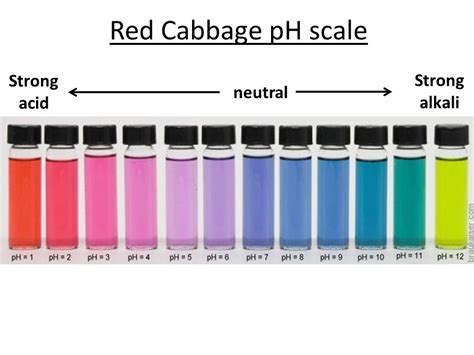 Acid and Base Lab with Report | The Art of Science