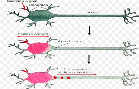 Excitatory Postsynaptic Potential Action Potential Neuron Synapse, PNG ...