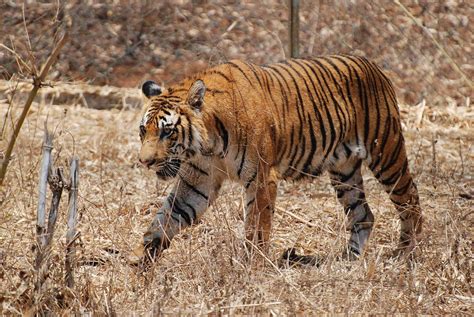 70 organisationer i protest mot kolkraftverk i naturvärldsarv | Natursidan | Tiger