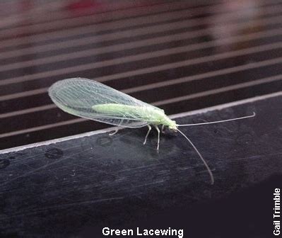 Green Lacewings - Marin Rose Society