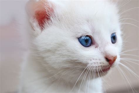 Ojos Azules Cat Breed