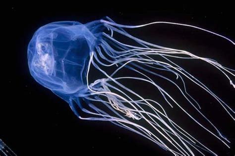 Box Jellyfish -- Deadly Venom | HuffPost