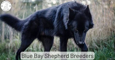 Blue Bay Shepherd Breeders: Discover Pathways to Your Perfect Pup!