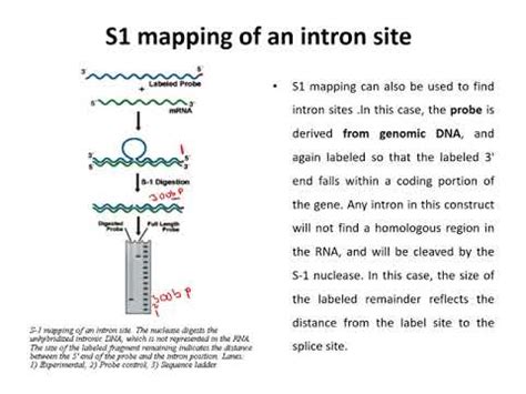 S1 nuclease Mapping - YouTube