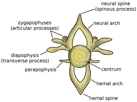 Centrum Vertebrae