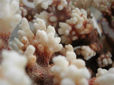 Bleached coral Free Photo Download | FreeImages