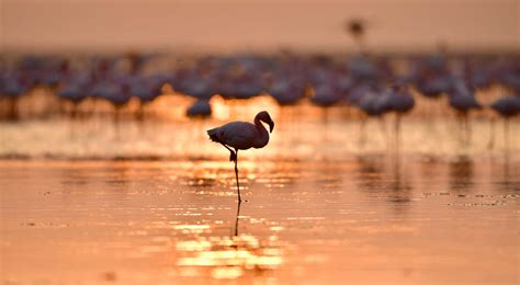 Lake natron animals in colour - dashboardQas