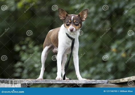 Tiny Chihuahua Rat Terrier Mixed Breed Dog Pet Adoption Photo Stock Image - Image of mixed ...