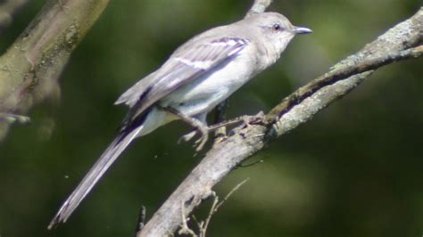 Mockingbird sounds: mimicking & singing song - YouTube