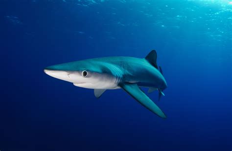 Blue Shark Facts: Size, Habitat, Reproduction