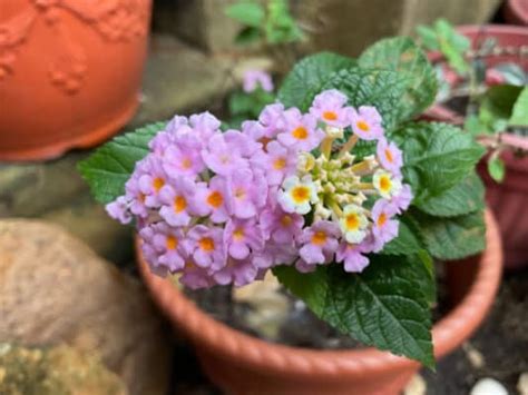 Lantana Seeds: Grow Your Own Beautiful, Flowering Shrub! - A-Z Animals